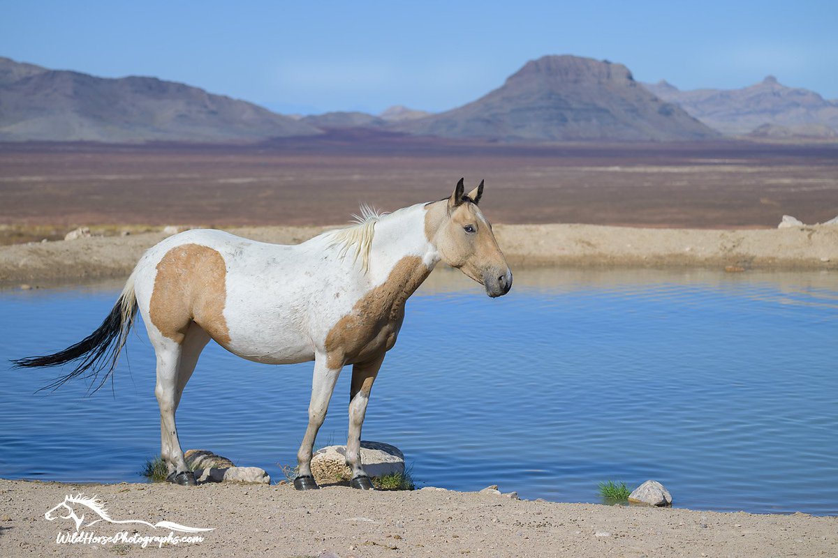 The Blue-Eyed Filly of the south Onaqui for #MareMonday!

Find prints: wildhorsephotographs.com/onaqui-mountai…

#GetYourWildOn #WildHorses #Horses #FallForArt #Horse #Equine #FineArt #AYearForArt #BuyIntoArt #HorseLovers #Equine #FineArtPhotography #PhotographyIsArt