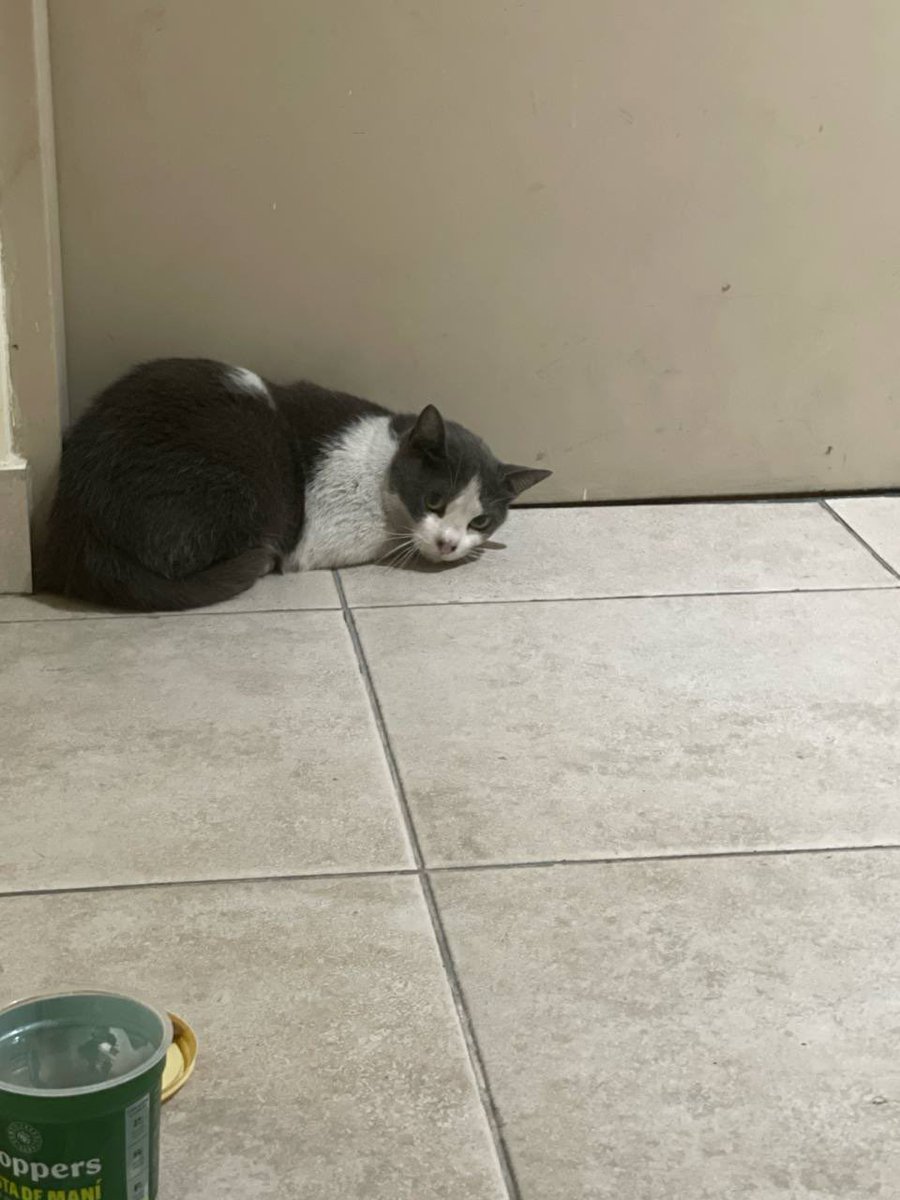 todoynada_alfi's tweet photo. Gato encontrado en Villa Urquiza z/ Alvarez Thomas y Olazabal 
#gato #mascotaperdida #gatoperdido #VillaUrquiza #twitterassistance #twitterhastumagia

Esta resguardado pero necesita encontrar a su dueño, tengo 2 perros y no puedo tenerlo. https://t.co/obuiBBu99v