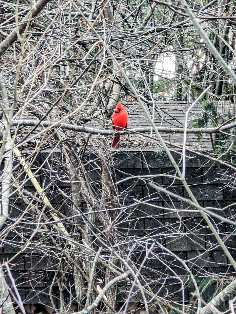 #cardinal ♥️ #wintervibes #pixel7pro