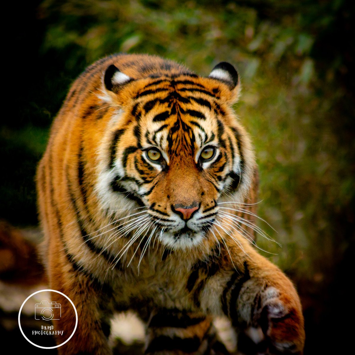 Who you looking at!! 
@chesterzoo Big Cats in all their glory! 

#tiger #chesterzoo #wildlife #bigcat #wildlife #zooanimals #animalphotography #naturelovers #majestic #predator #feline
#kingofthejungle #canon #photography #naturephotography #longlens #instagood #instaphoto