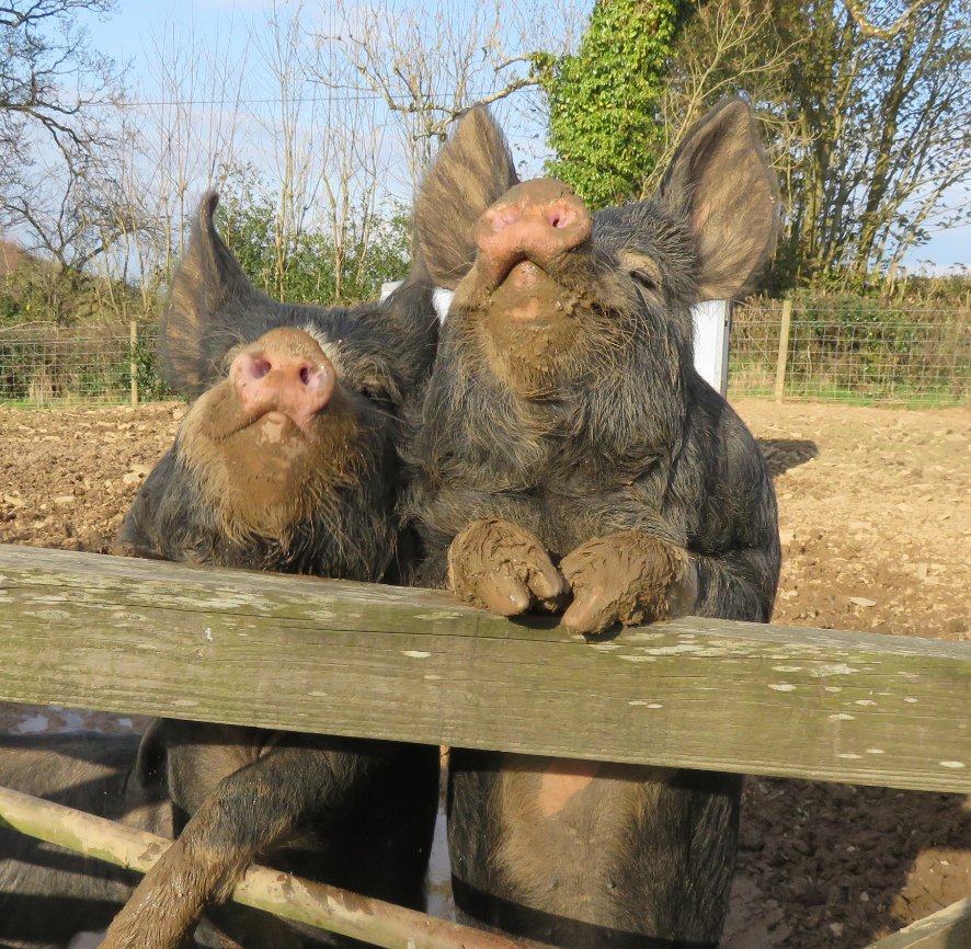 Debbie Kingsley tweet media