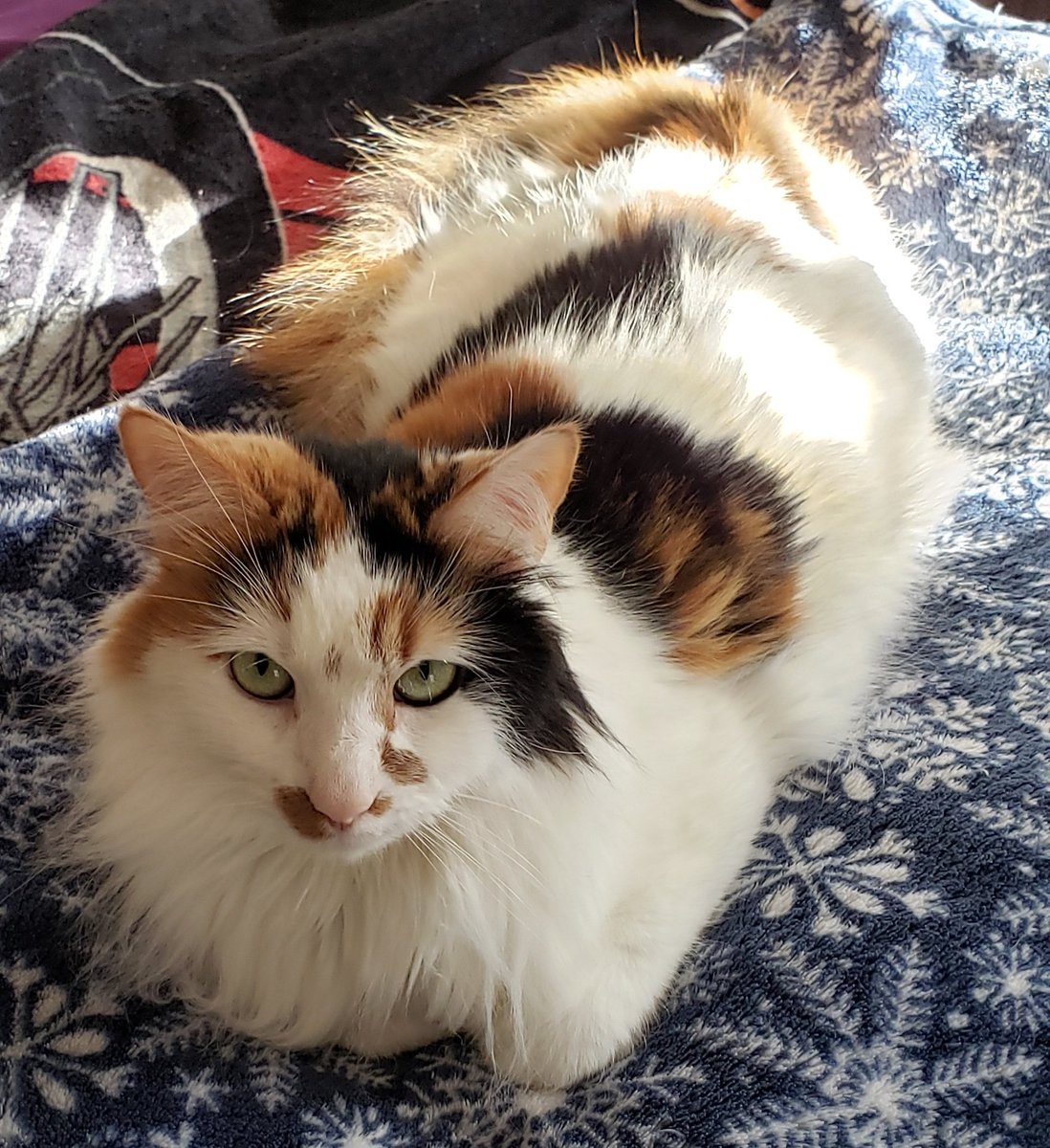 Chloe doesn't like to dress up but she still supports the renewal efforts for our dear Pirate crew!🐱💕🏴‍☠️
#PetsForPirates #AdoptOurCrew #SaveOFMD