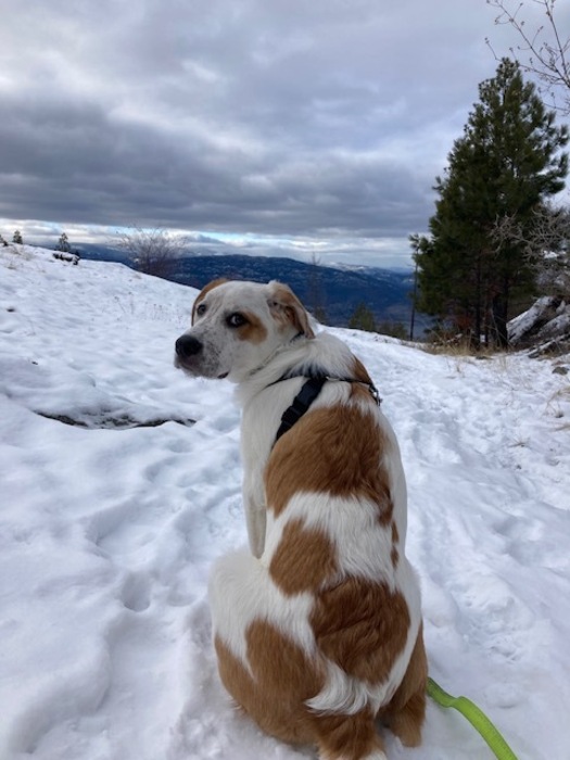 Meet Nacho!❤️🐾 This sweet boy spent the first 3 months of his life living in a chicken coop. When Nacho isn’t lounging on the couch or out for hikes, you can find him fetching his favourite toys. Learn more about Nacho at ow.ly/aHCE50Qv0FB. ❤️ #Pentictonbc