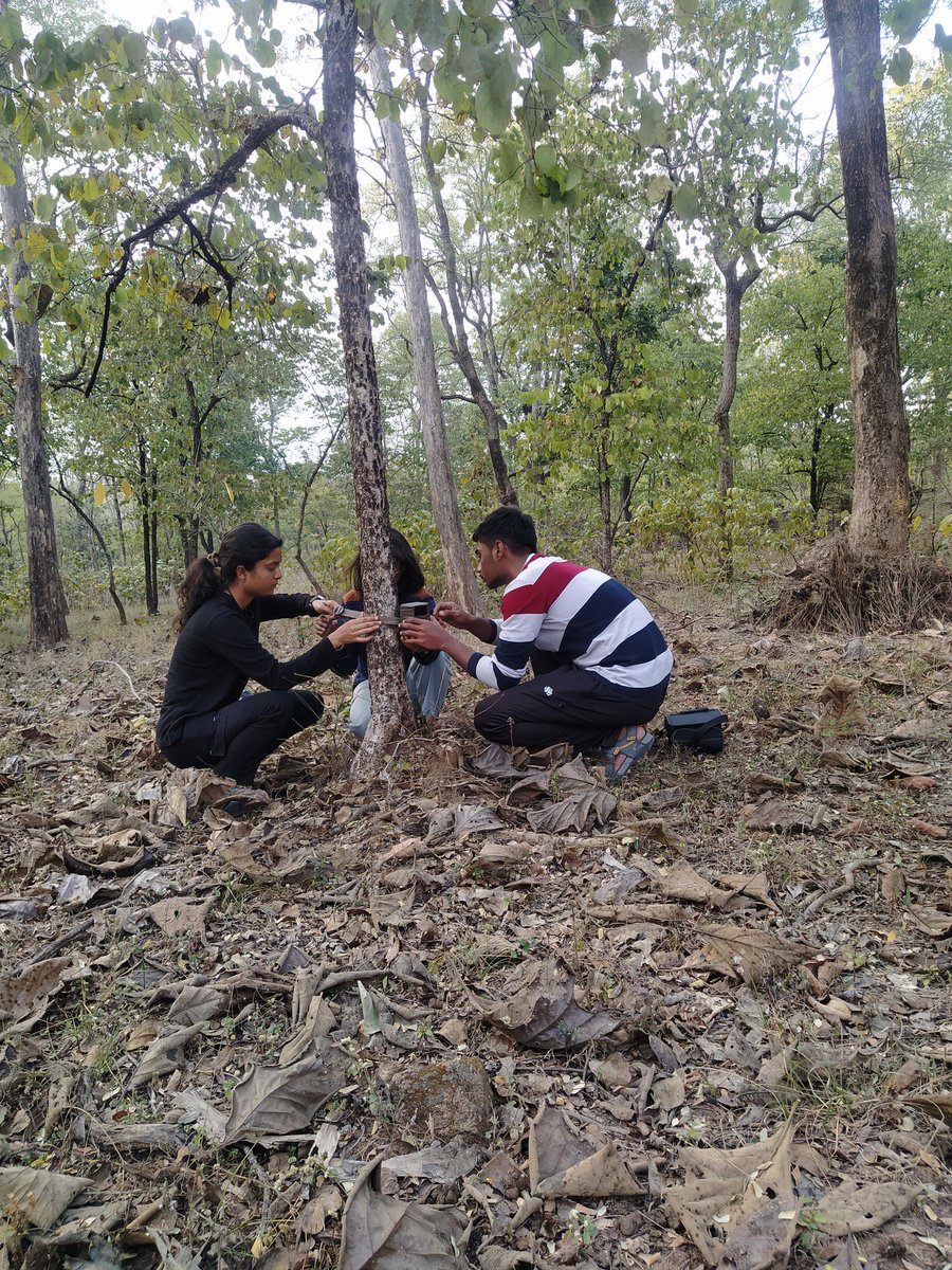 Mission: Tiger intel activated! 📸🐅 Our team deployed camera traps in Pench today, kicking off a thrilling field study. Practicing capture-mark-recapture on the train was just the warm-up! Stay tuned for jungle whispers... #PenchTigerReserve #CameraTrapSecrets