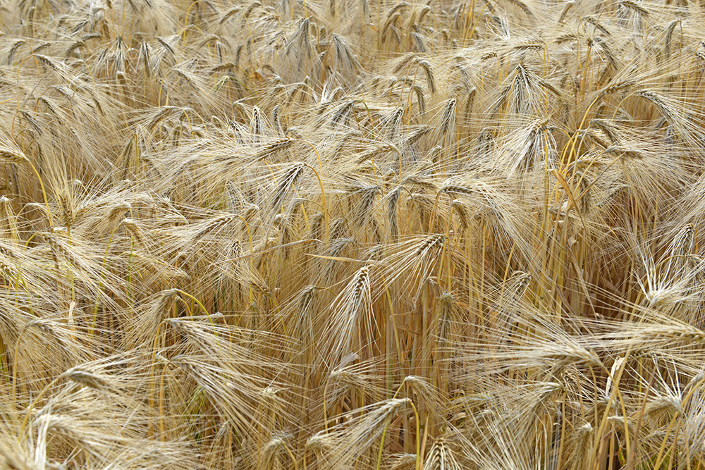 This year, we're celebrating the 300th anniversary of the first Professor of Botany at #Cambridge #300profbotcam🌿 Read the first of our monthy research stories - Understanding how wheat measures the days and the seasons - by @alexwebblab, below! 👇 plantsci.cam.ac.uk/understanding-…