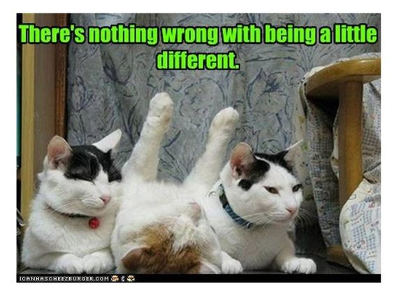 creative54's tweet photo. It's #MeowyMonday and time for #MimisMemes #CatsOfTwitter  in memory of #RIPOlly. https://t.co/rwIAz1qWTV