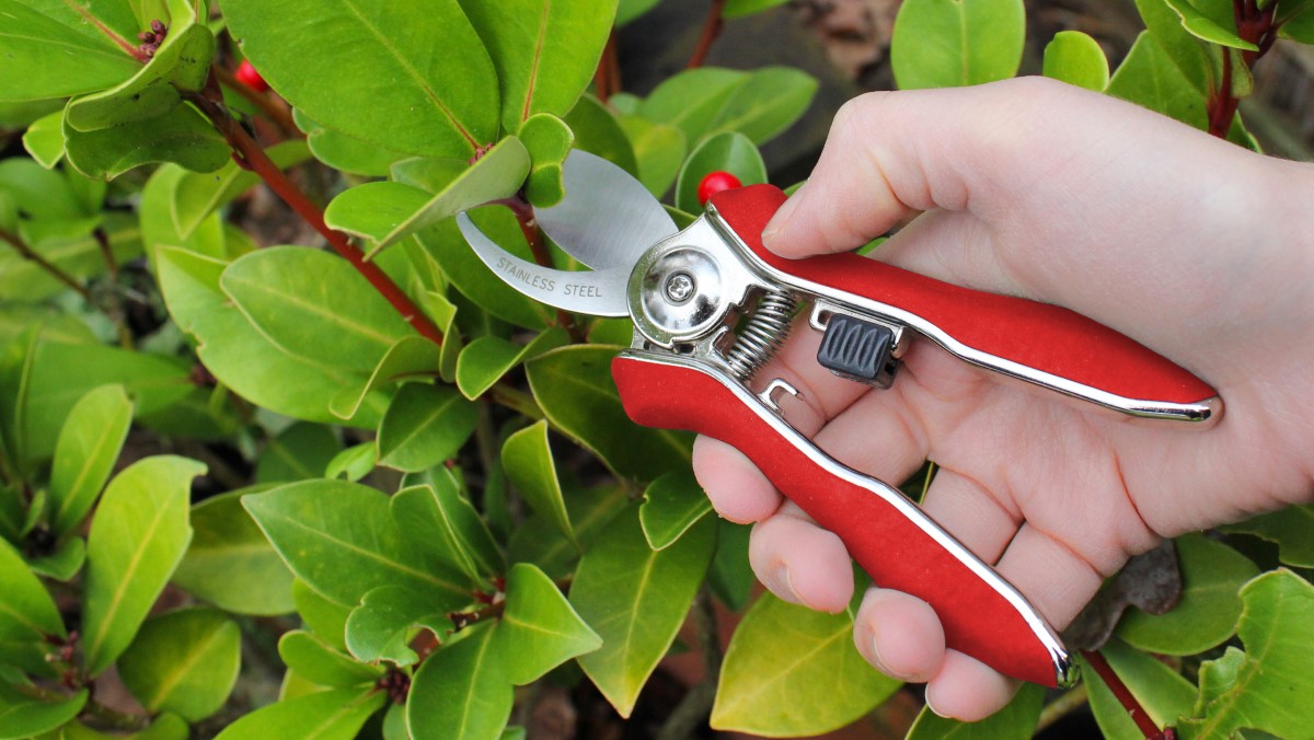 “Small and lightweight makes them easy to use especially for those with arthritis, but they are hardy and tough even on small branches. Easy to carry around in a back pocket while gardening.”

Grab a pair for yourself!
darlac.com/product/dp70-m… 

#gardenpruners #pruningseason