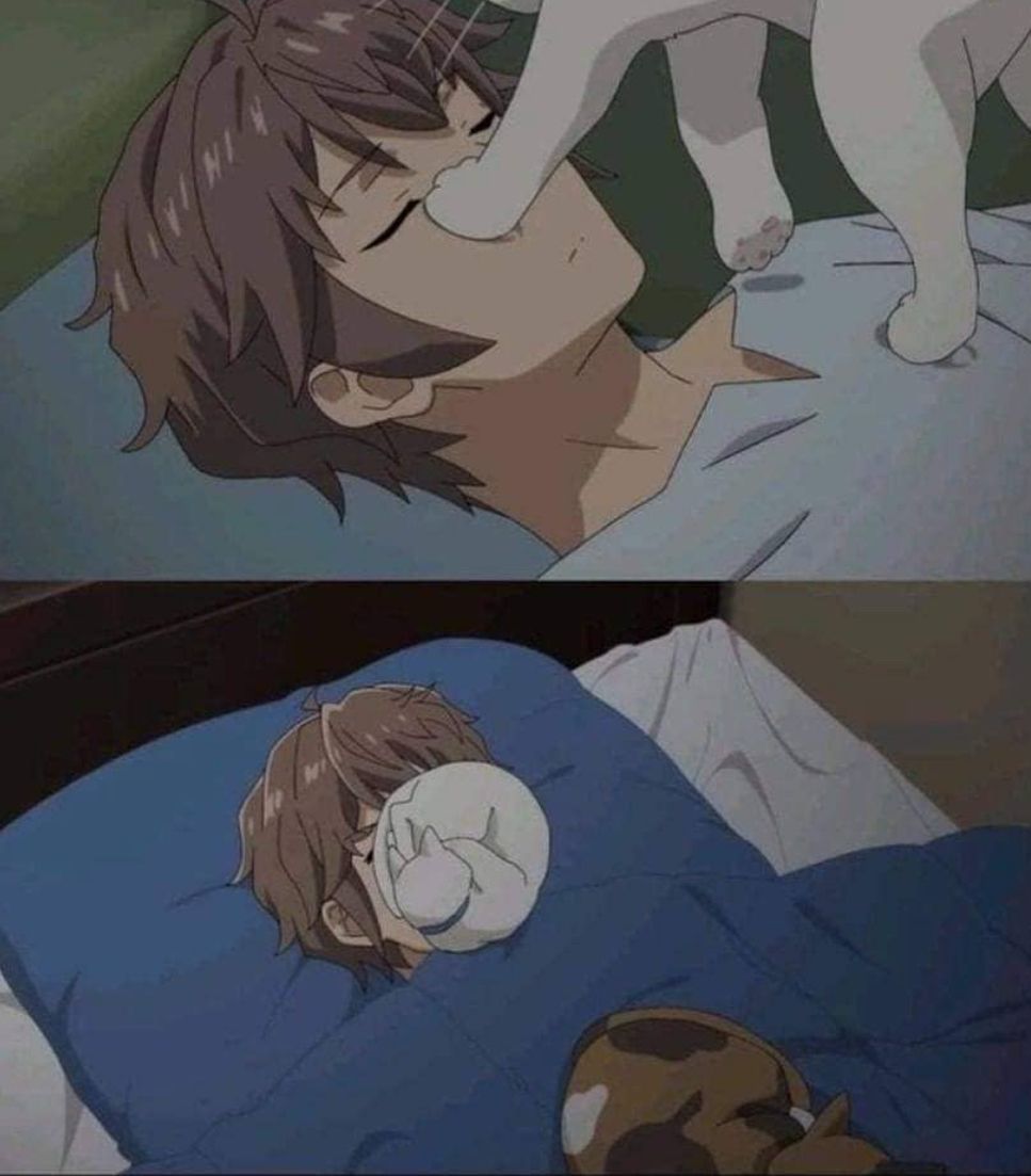 PostsOfCats's tweet image. I think we can all relate to this