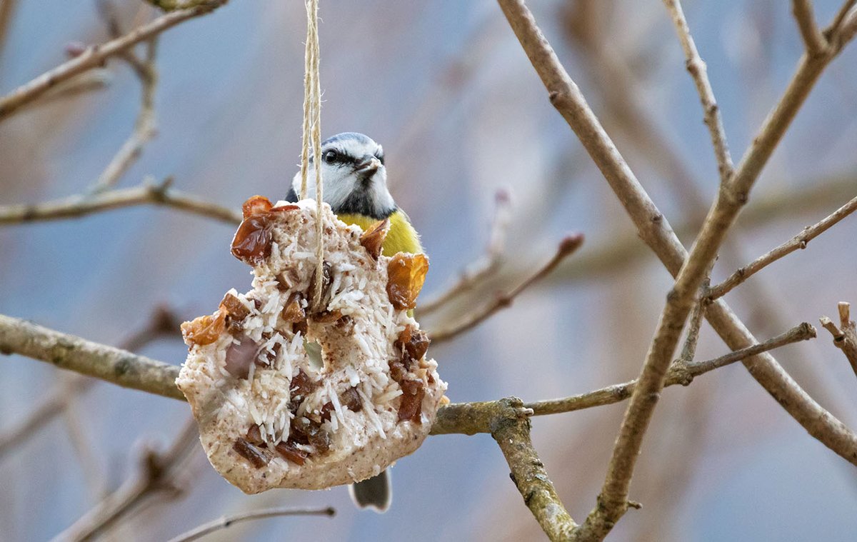 Last Friday was the #BigGardenBirdwatch 🏡

From Wrens to Starlings, giving a helping hand to our feathered friends can make a big difference this winter 🐦🦉🌳

Click the link below to see how you can help ⬇️:
backyardnature.org/feed-the-birds/

Birds won’t go hungry. Not in our backyard.