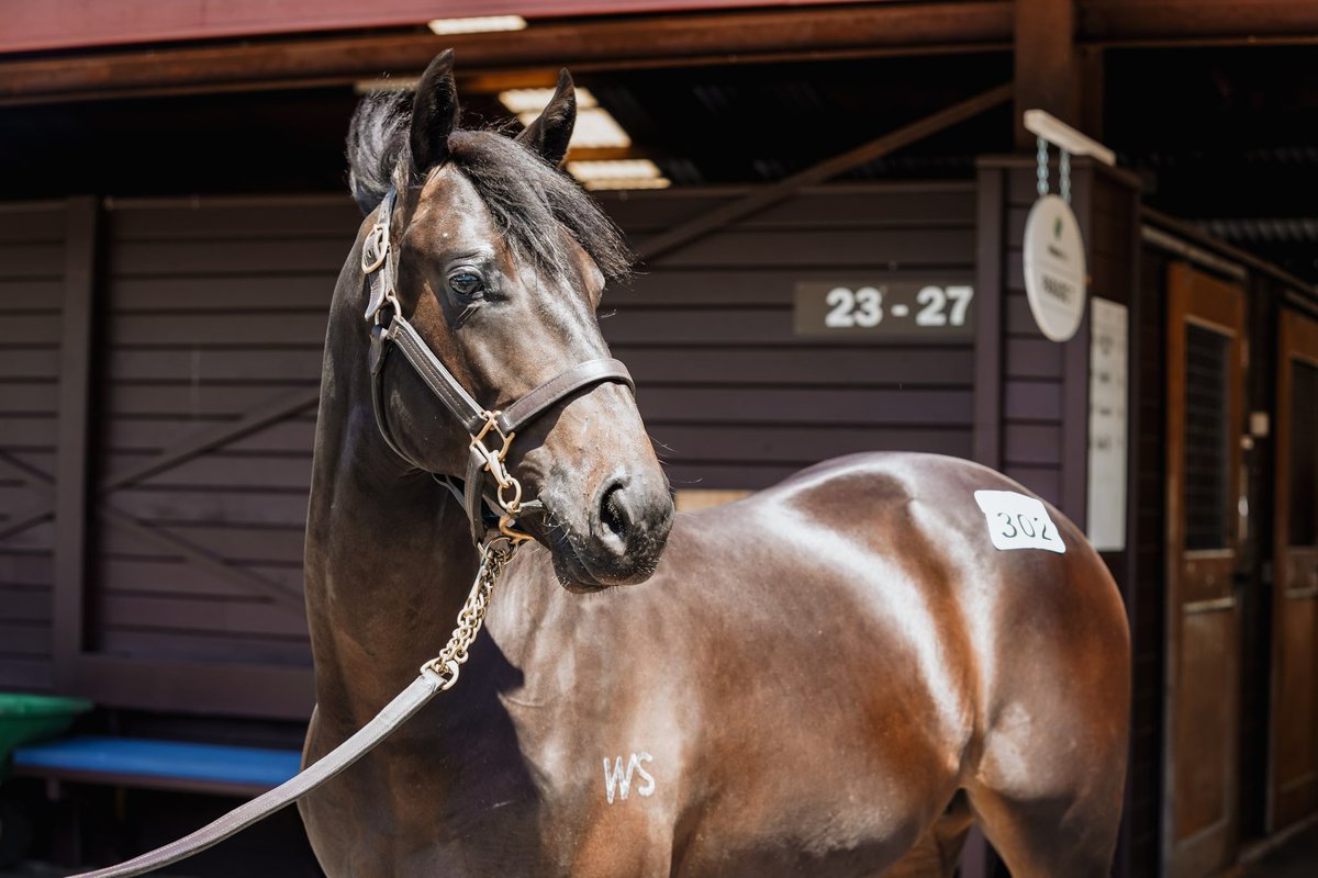 PMBRacing's tweet photo. Seldom get the opportunity to buy my favourite yearling in a Book 1 sale but landed my No. 1 selection from @KarakaChat yesterday - Lot 302 Savabeel x Pendant colt from @WaikatoStud for @gobloodstockaus @ 440k. #derbydreaming #cupsrunnethover https://t.co/8CvH2azrQu