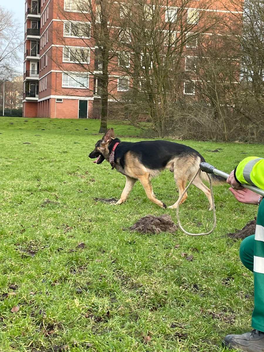 DierenAmsterdam's tweet photo. Wie is zijn herder
Herdershond slank en fit, loopt al 3 dagen alleen rond Watergangseweg thv Enkuizersstraat in #Amsterdam Noord, bij het uitlaatveldje.
Draagt halsband en sjaaltje, is mensenschuw, maar komt wel op honden af. Buurtbewoners kennen de hond niet en hij wordt tot heden niet gemist. Wie heeft er tips?