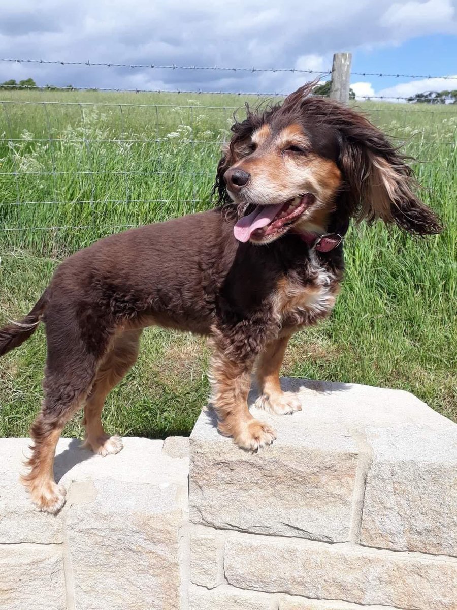 MISSING ELDERLY #COCKER SPANIEL #CHESTERLESTREET 28.1.24 
Choc tri Colour lost murray rd/the Avenues.got spooked 28/1/24 out walking and ran off.took dif route so maybe confused.13 yr lady/on heart med. pink collar/id tag bottom number works)
@CLSdotInfo @chesterlescc