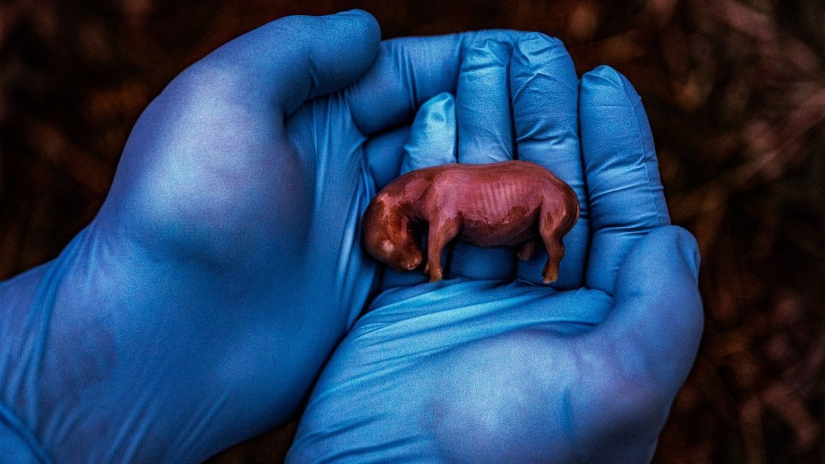 Artin's tweet photo. North American House Hippo PSA ad, a Canadian TV spot from the 2000s, reminded me of these tiny rhinos going through IVF. Nat Geo's story on the medical breakthrough to save these endangered animals w only two left in the world #househippo #natgeo https://t.co/itgVWV3a6l https://t.co/0qvZVitYbA