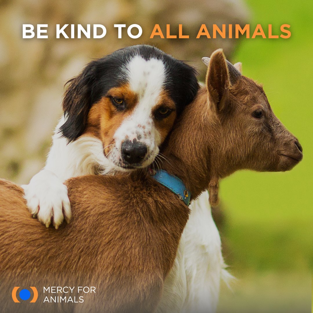 ✊ Stand up. 📢 Speak out. 🌱 Spare animals. Together, we can make a difference for ALL.

Learn how to take action today by visiting mercyforanimals.org/action-center! 

#AnimalActivists #ForTheAnimals #Vegan #Plantbased #SpeakOutForAnimals #TakeAction #LoveAllAnimals