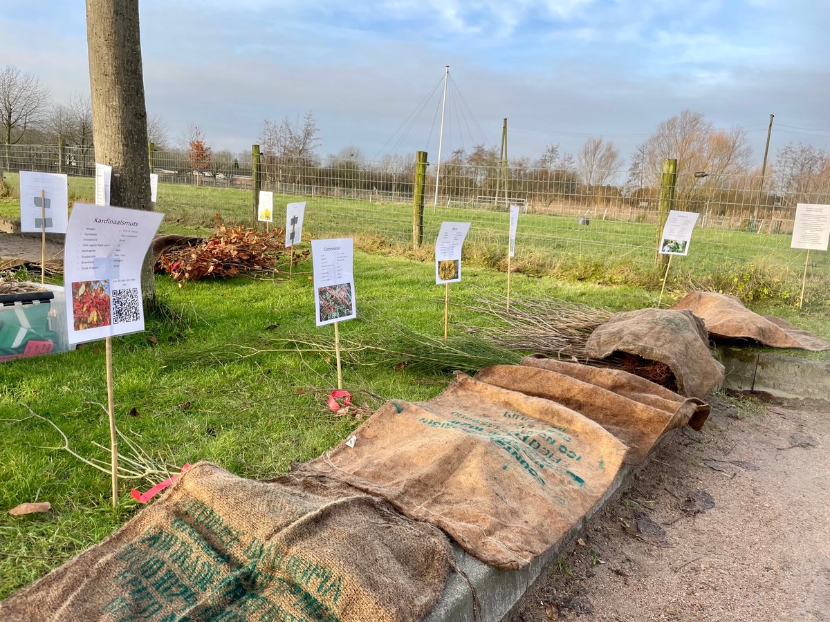 Aanstaande zaterdag (3-2) kun je gratis #bomen en (fruit)struiken ophalen bij Zorgboerderij Tokhok in #Geitenkamp.🌳🌿 De zaailingen zijn geoogst in Arnhem e.o. op plekken waar ze niet uit kunnen groeien tot volwassen planten. Geef jij ze een nieuwe plek? bomenplanner.meerbomen.nu/events/2025