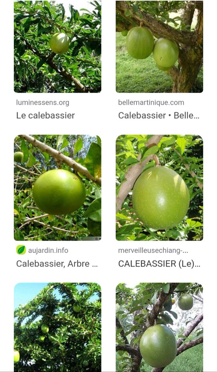 Cora_Martinique's tweet photo. #Martinique Attention aux Calebassier!!! J'étais juste en dessous ďune cachée sous des feuilles à 4 ou 5m de haut, grosse comme un melon! La Calebasse est tombée quelques minutes après que je me sois déplacée! 😳😵🤪🤕 j'ai eu chaud! https://t.co/rZWhocomAp