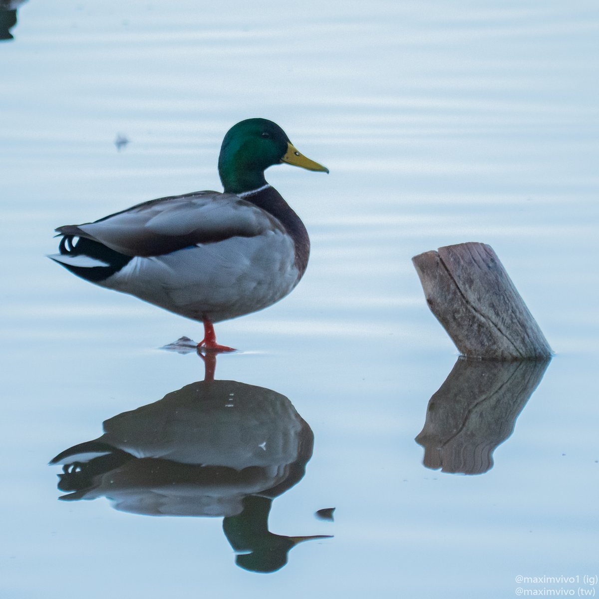 MaximVivo's tweet photo. Fer fotografies jugant amb els reflexos de l'aigua és molt divertit. El model en este cas ha sigut un collverd.
#collverd #anadereal #Anasplatyrhynchos #mallard #birdwatching #birdphotography #racodelolla #albuferadevalencia https://t.co/Vm2OPNjHuj
