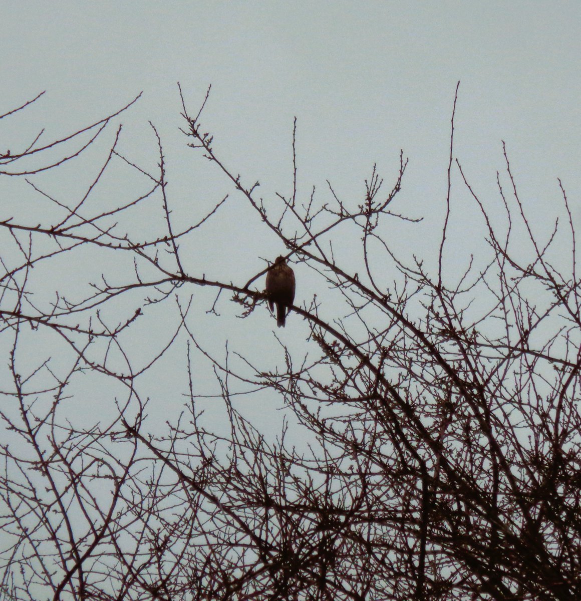 We have loved taking part in our annual #BigSchoolsBirdwatch @Natures_Voice @RSPB_Learning We spotted 20 #birds in total #sparrows, #woodpigeons, #bluetits to name a few. We look forward to now sending in our results. Mrs Wheatley & Birdwatching Team 🥰 @daviddomoney 🐤