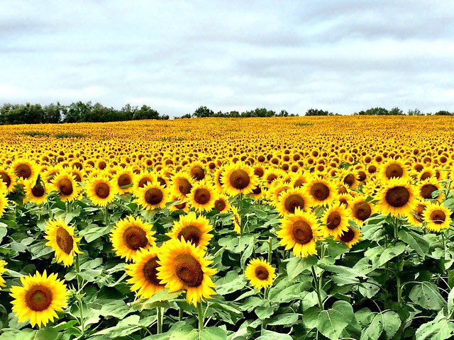 It’s #KansasDay, and we celebrate the Sunflower State’s 163rd birthday. What is your favorite place in Kansas? 🌻 🦬 @TravelKS @TravelKansasi70 @KansasTurnpike @kshighwaypatrol