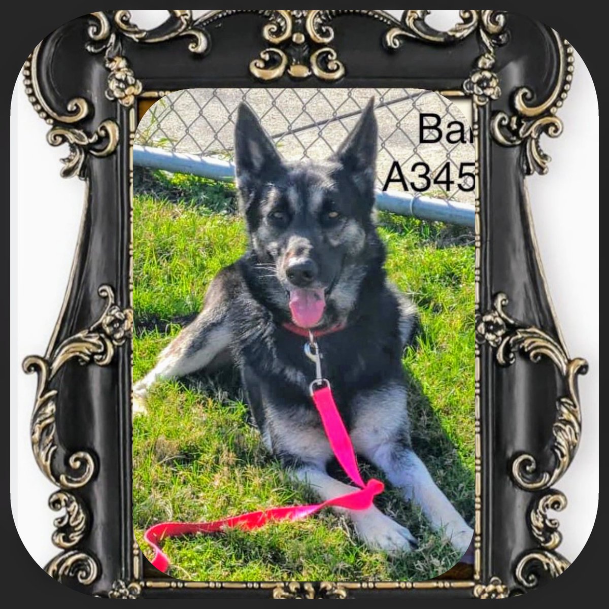 rothfarms's tweet photo. ๐๏ธโฐ๏ธ๐จ #SaveBANE Contact CORPUS CHRISTI ANIMAL CARE ๐ 361-826-4630 ๐ง ccacsrescues@cctexas.com https://t.co/AszdbDkA76