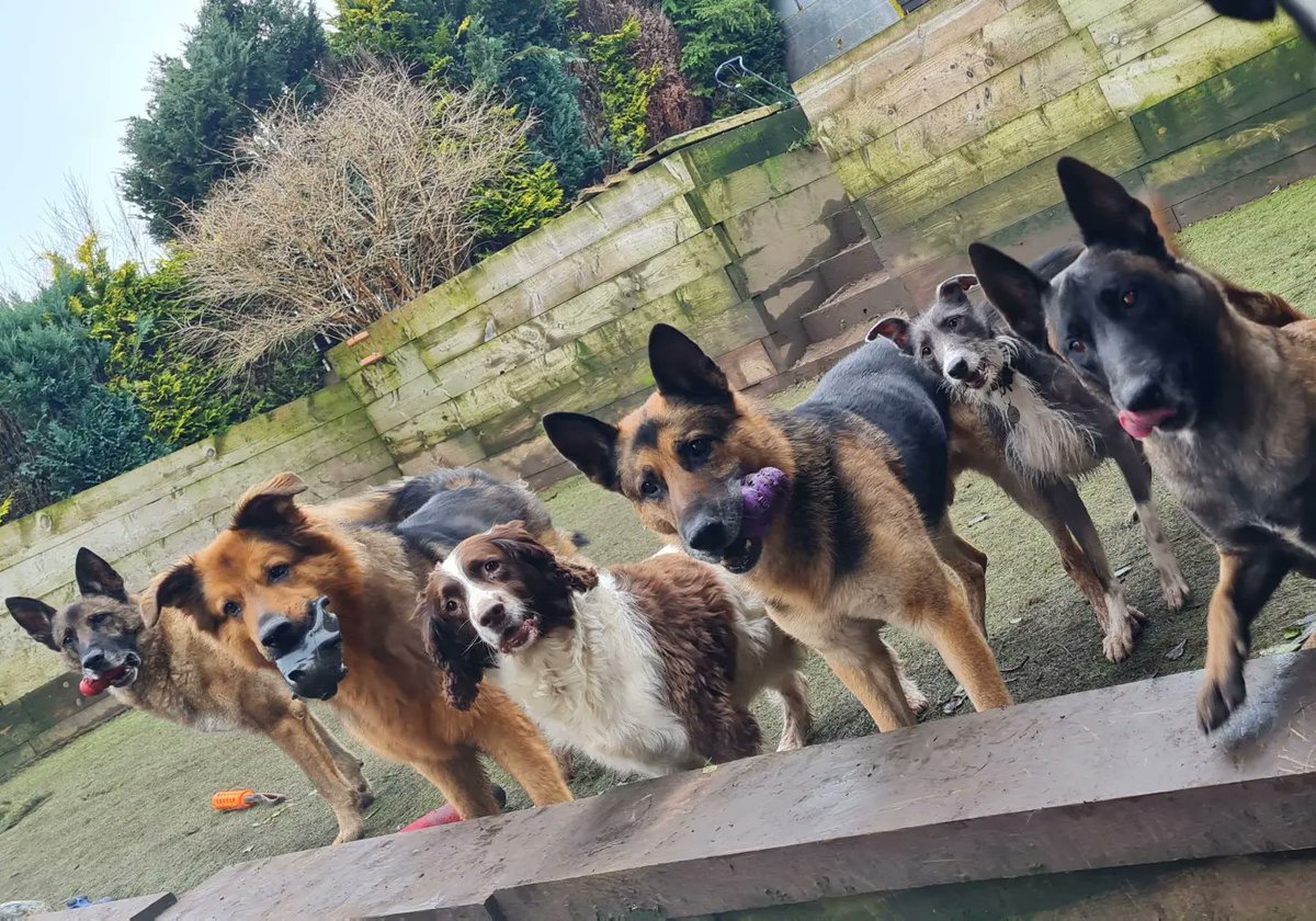 Fedor , Marion, and his pals. 
I'm not sure if this is a cover for a dogo album or a police line up for that stolen doughnut
🐾