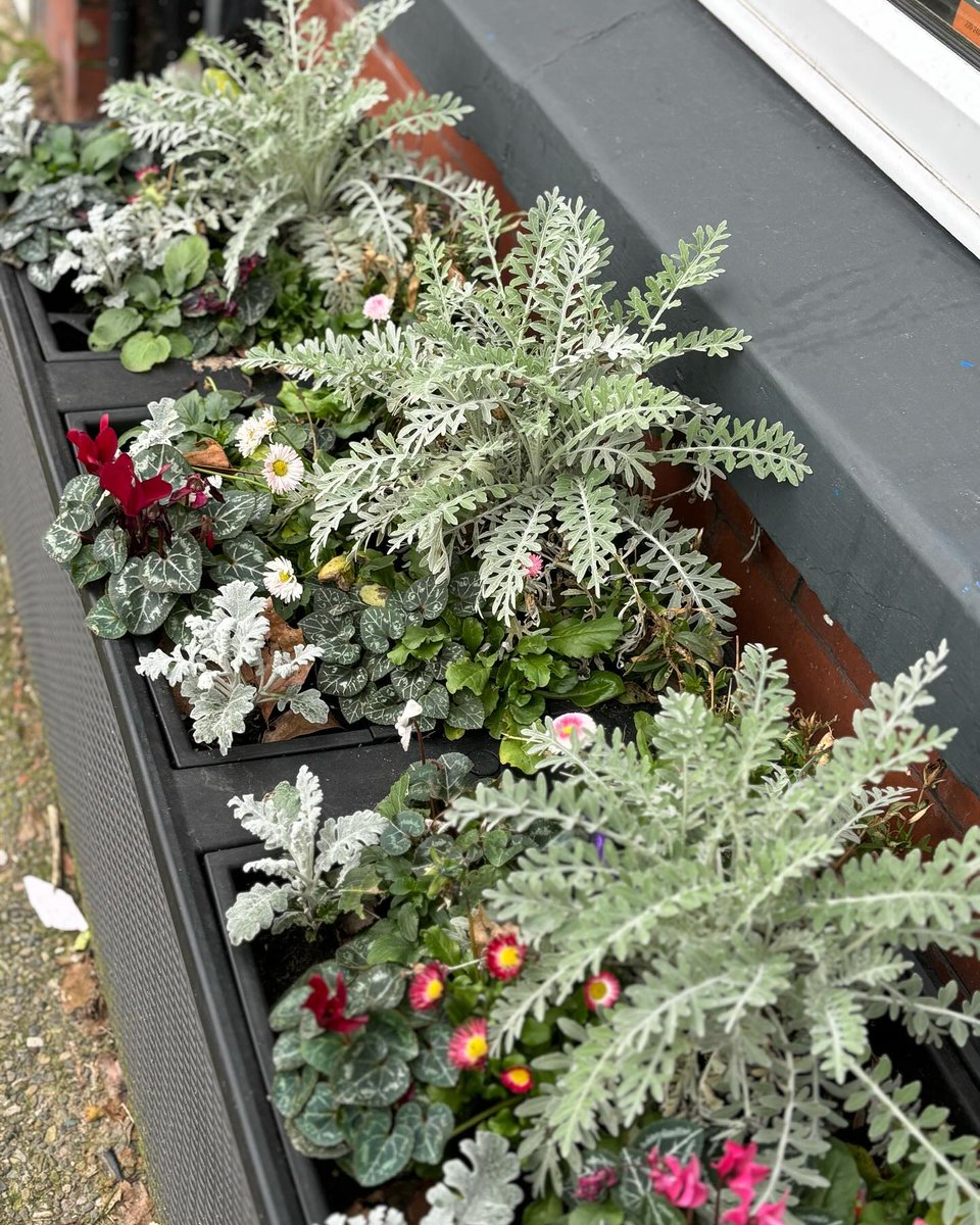 WVinBloom's tweet photo. How gorgeous are these Centaurea? (silver green plant in the middle!) They look beautiful in  business planters and will last all year long. In summer they'll have a thistle like purple flower. That’s sustainable planting which is what we're all about! #sustainable 🌿🌸🌿 https://t.co/Vo9BmDLO5x