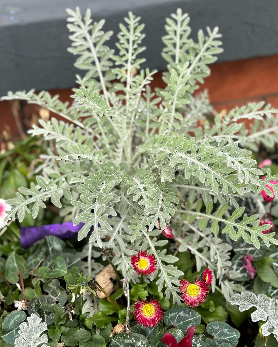 WVinBloom's tweet photo. How gorgeous are these Centaurea? (silver green plant in the middle!) They look beautiful in  business planters and will last all year long. In summer they'll have a thistle like purple flower. That’s sustainable planting which is what we're all about! #sustainable 🌿🌸🌿 https://t.co/Vo9BmDLO5x
