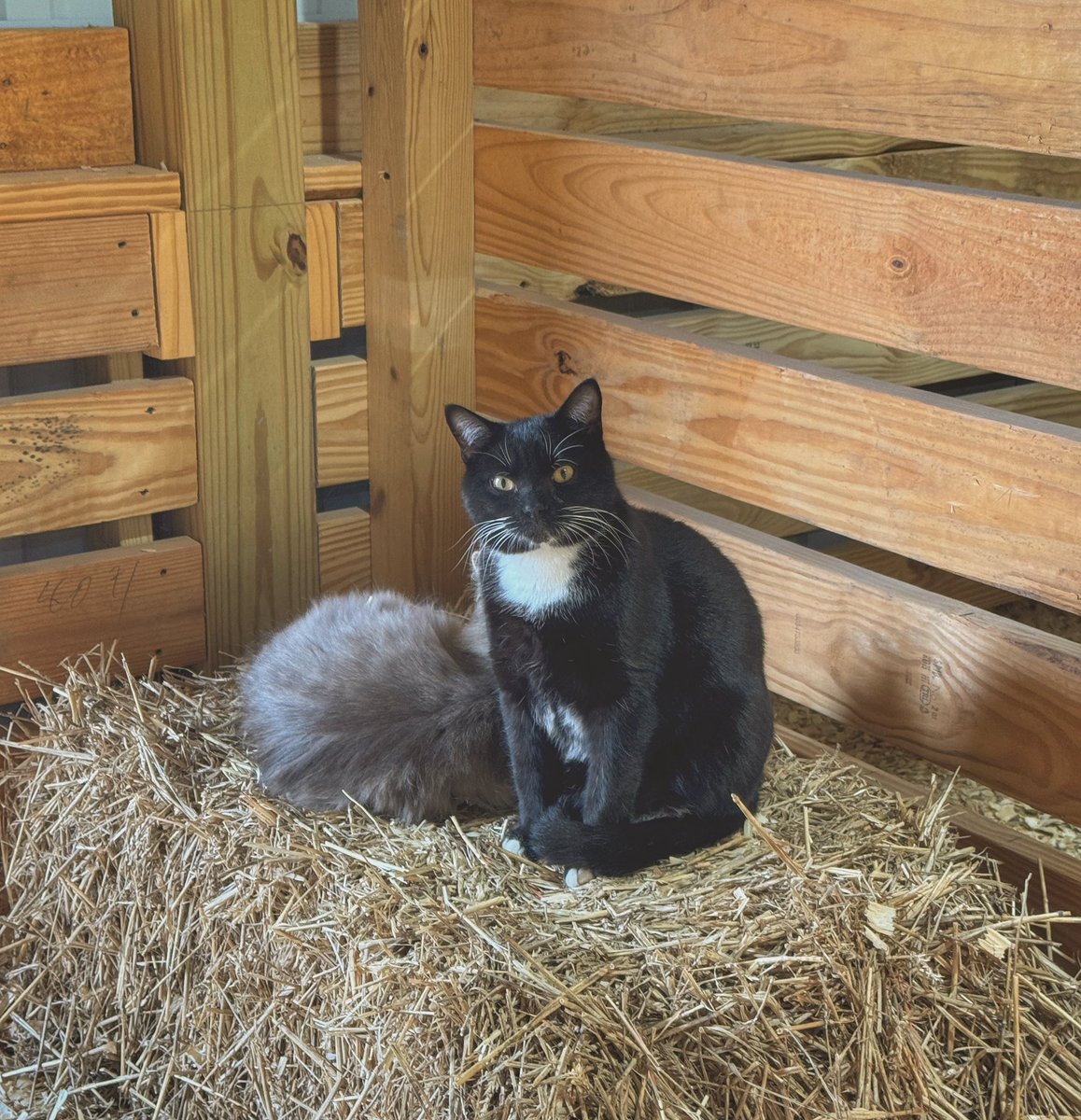 The barn watchers 
#farmcats #barncats #barncat #farmcat
