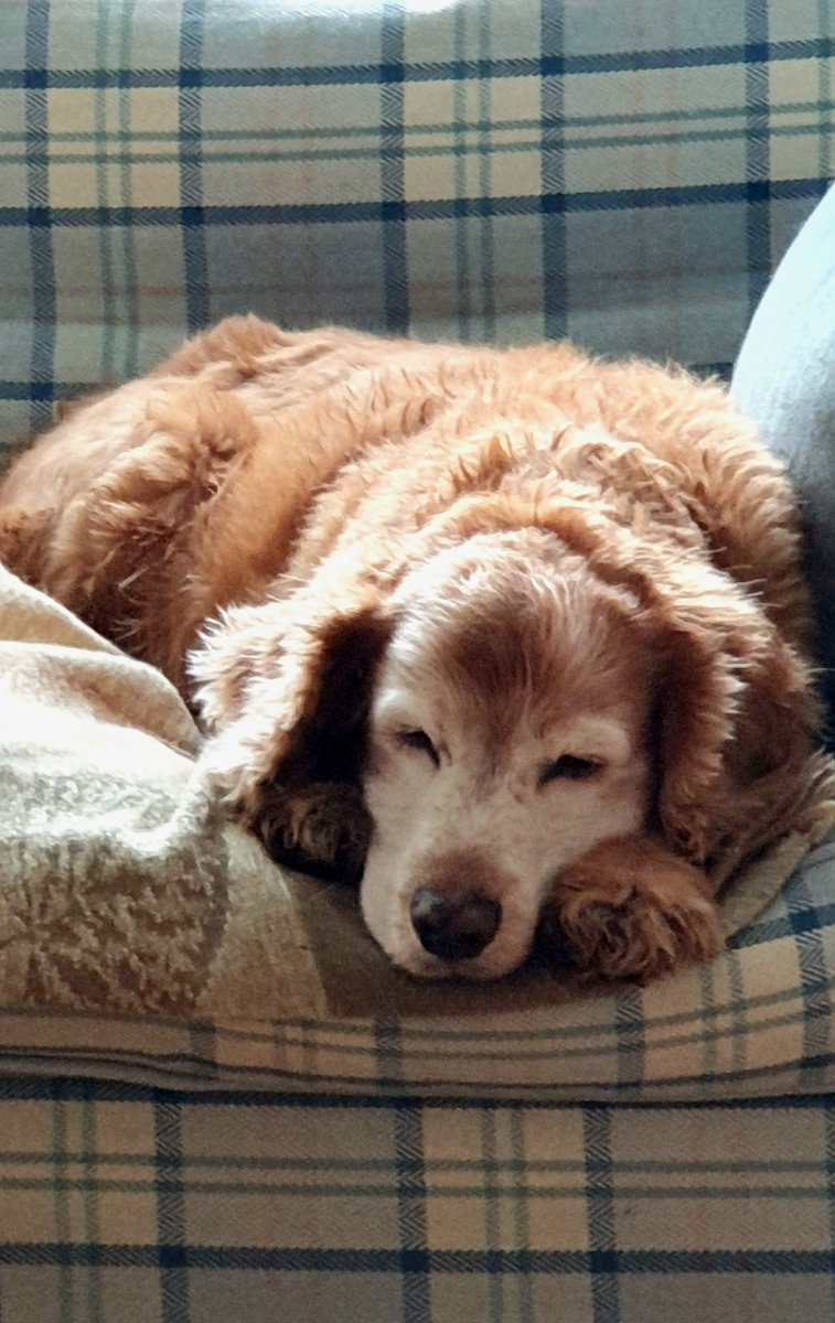 kaff52's tweet photo. @JaneyGodley Gus, 11 yrs old. Came to live with me last summer following the death of my sister. He adored her, she him. The aim is to make him happy every day. https://t.co/yUWA9JVbzo