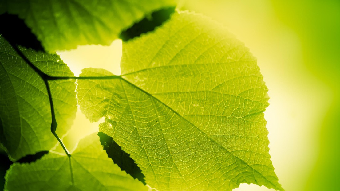 #OnThisDay 2013: Scientists at Cambridge University publish the first practical artificial leaf, a significant step in renewable energy research. #ArtificialLeaf #RenewableEnergy #ScienceBreakthrough 🍃
