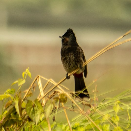 mdshakerbd's tweet photo. #bird #nature #shakerphotography #nightingale https://t.co/nXq9yHrW7R