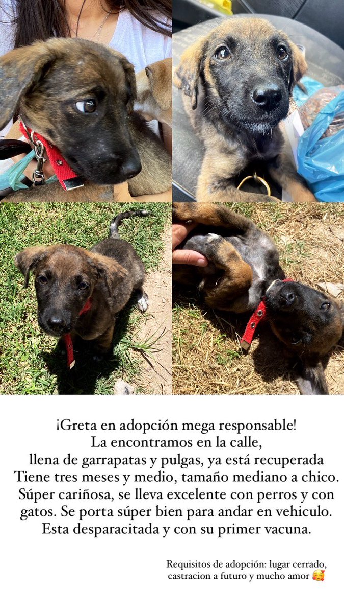 pauvarzan's tweet photo. Gretita ya está recuperada y preparada para ser adoptada, por favor compartamos para conseguirle una casita que le den mucho amor ❤️‍🩹 
Tres meses y medio
Tamaño mediano a chico
Se lleva súper bien con perros y gatos https://t.co/zIrb3IYbh3