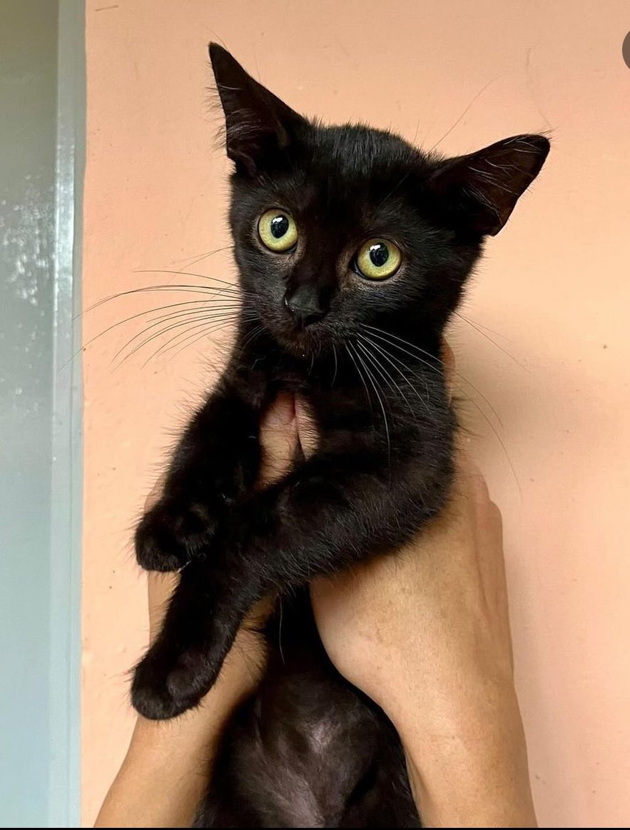 letmelivs's tweet photo. Atenção gatinha pretinha fêmea carinhosa 2 meses manhosa doidinha prontinha pra te dar amor!!! Adotem a Murcega! Formulário: https://t.co/IGx991tU5W apenas lares telados!!! Abc paulista ou SP-SP https://t.co/QnA12XIT2G