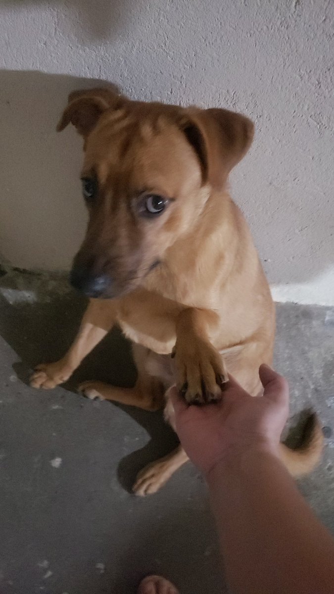 reasc4205's tweet photo. @marceloscastilh  olha essa carinha do nosso 🐶
@itimaliasof https://t.co/VbbS9ibSoA