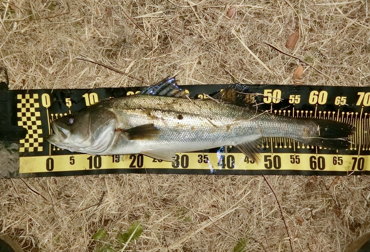 FishingLabo's tweet photo. 昨日の旧江戸バチ抜けシーバス。
絨毯状態前の一瞬の時合いでGet。

初使用のランザ120Fで。

使用感はとてももいい感じ。

飛ぶ・引き��も多重に発生するけど、控えめで👍。

3回ヒットしたけど、この一本だけ。

#シーバス
#バチ抜け

@Shimano_Fishing https://t.co/FPHb1hLGW9