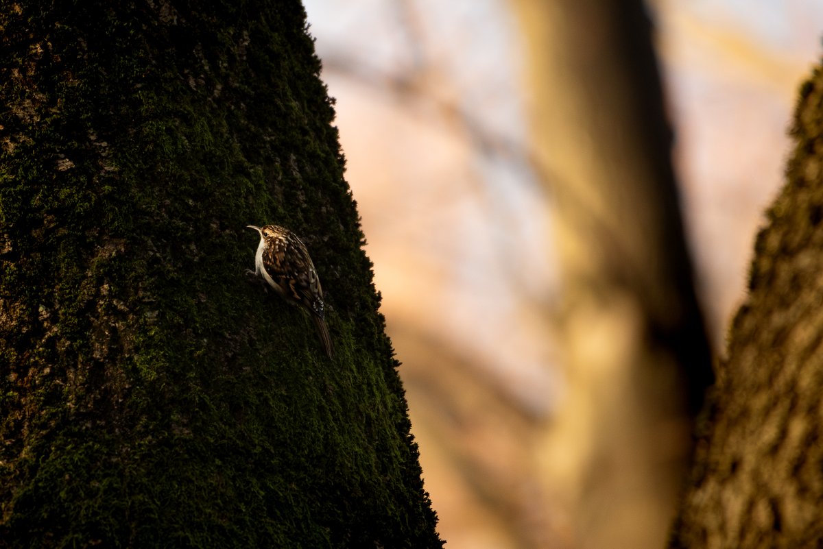 A Golden (hour) Tree Creeper.
gofund.me/561b564c
 📍Dalry Cemetery/Edinburgh/Scotland  

#BBCWildlifePOTD #TwitterNatureCommunity #ThePhotoHour #edinburgh #scotland #cemetery #photography #Nikon #nature #NaturePhotography #uk #createyourlight #Springwatch #birds