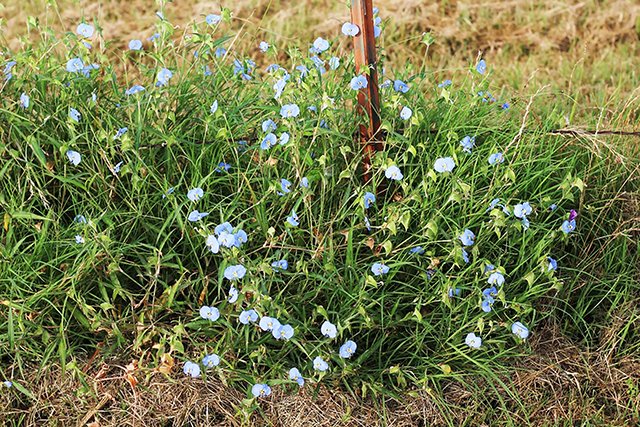 NTFRMagazine's tweet photo. Erect dayflower is a native warm-season perennial found not only across most of Texas but also in most of the central and eastern United States.
READ MORE: https://t.co/JpmYdjscD4 https://t.co/mdQc5xXhDu