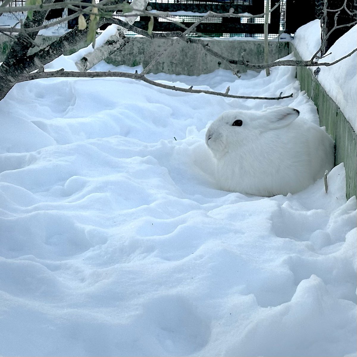 ゆきにとける、うさぎ。
#エゾユキウサギ　　　#mountainhare
#おびひろ動物園　　　#obihirozoo