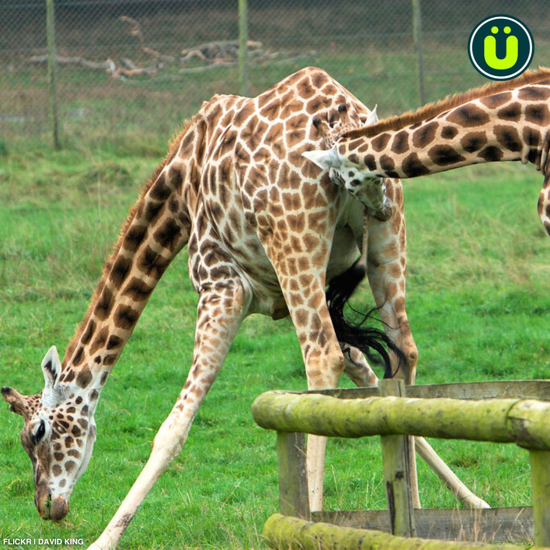 Male giraffes headbutt the female's uterus to make her ovulate so that he can mate with her