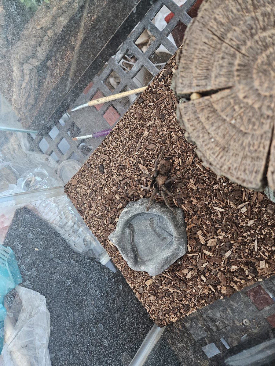 Happy Kansas Day! We celebrated the day with an activity at Freeman ES. We had eight stations to highlight our state symbols and native wildlife. Mr. Balsters' pet Tiger Salamander, Ornate Box Turtle, Speckled Kingsnake, and Texas Brown Tarantula were our animal ambassadors.