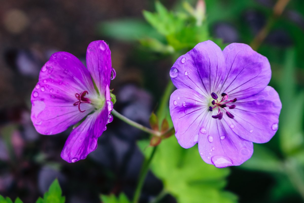 RosboroughPart's tweet photo. Their long bloom time and delicate beauty keep Wild Geraniums as a popular perennial in sunny gardens. The lovely variety of shades and heights means there is a perfect match for every garden and color palette.
(π· RStarovich)
#RPtransforms #perennials #flowers #gardening #plants https://t.co/4jkGfF3DQF