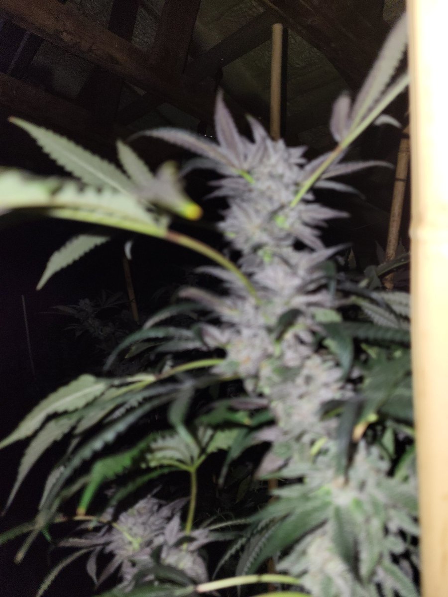 Maine Coon Cats tweet media