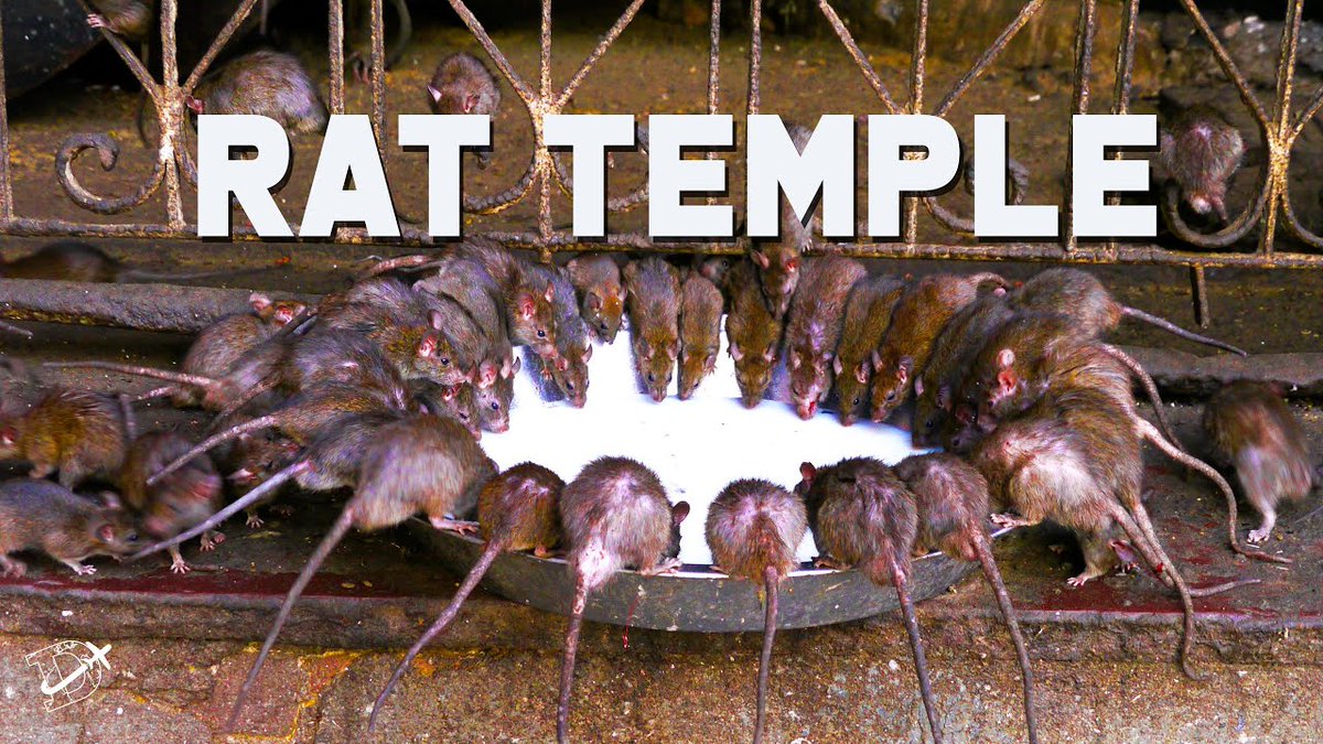 AswadExodus's tweet photo. @ImtiazMadmood Hindu rat Temple https://t.co/f39qYWfKGN