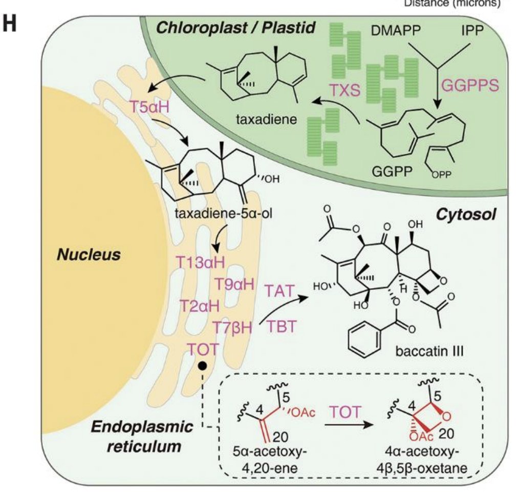 Characterization and heterologous reconstitution of Taxus #biosyntheticenzymes leading to baccatin III in @ScienceMagazine science.org/doi/10.1126/sc…