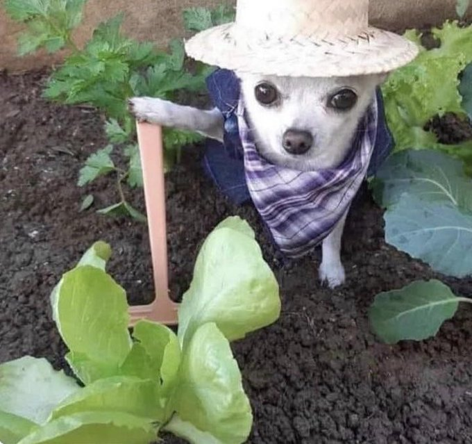 itsD3lay's tweet photo. yo con 8 años después de plantar una lenteja en un yogur https://t.co/Oyh9bWEjEY