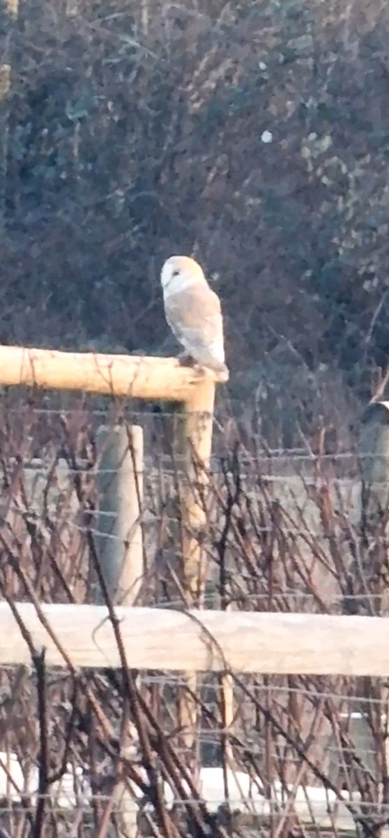 Delighted to see this vineyard visitor inspecting pruning progress!