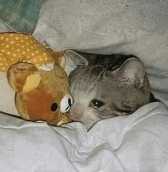 Corita_'s tweet photo. Odio la palaaaaaaaa, quiero estar en casa con mi mamá @Claudia77665717 tomando unos matecitos en la pelopincho https://t.co/bON2oqqGth