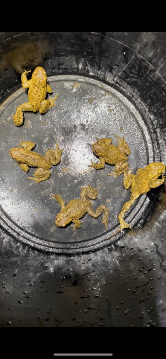 j_sparey's tweet photo. The first toads of 2024 #toadpatrol   

12 moved to safety. 11 °C at dusk with light rain.

 Expecting a lull now for a couple of weeks...  

NW Worcestershire, 29 January 2024. https://t.co/AvTi2lUfZq
