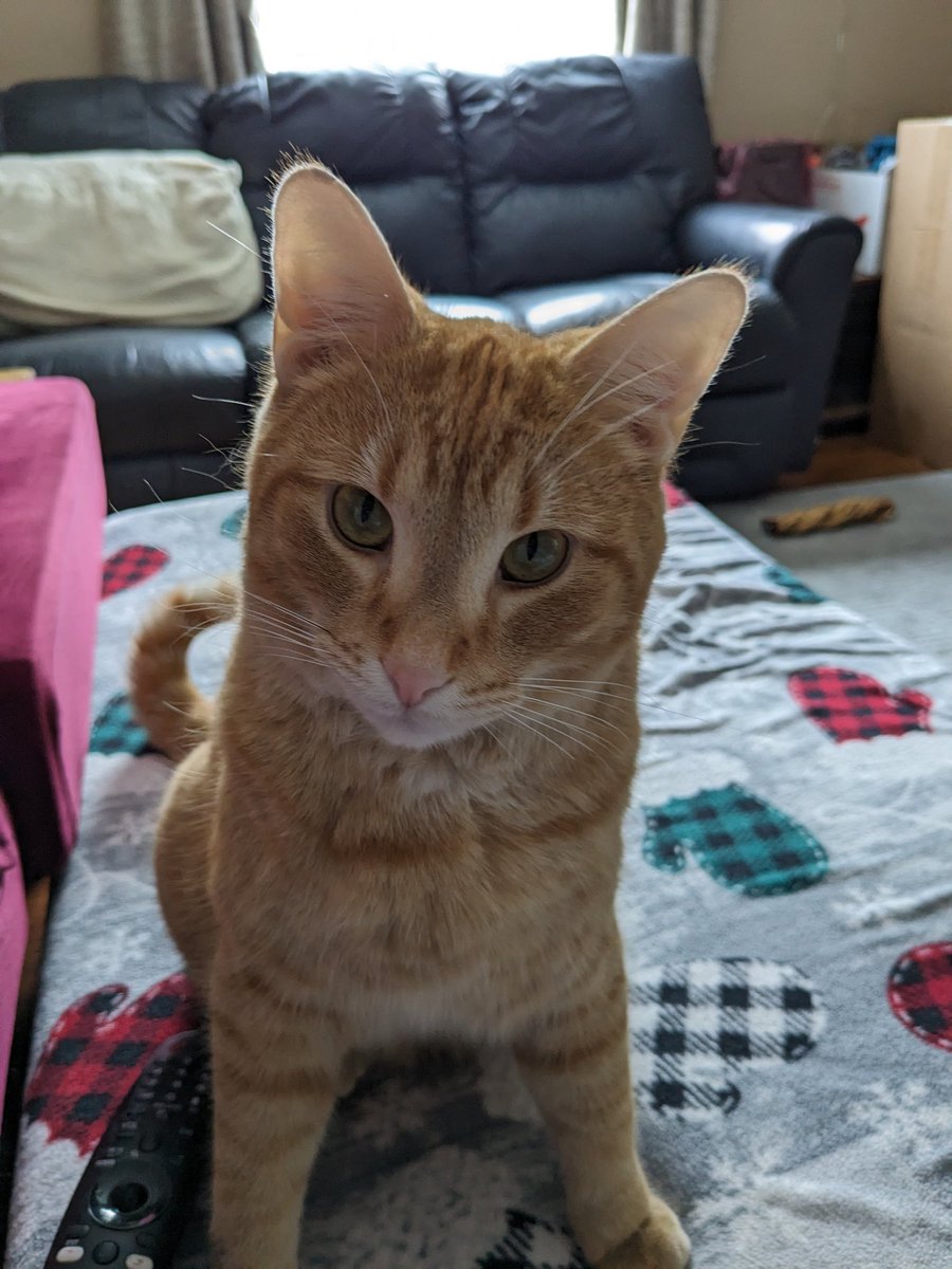 AuthorKatrina's tweet photo. Today's cute distraction from writing is brought to you by Gizmo🤣
Anyone else have a crazy orange cat? 🤣
#WritingCommmunity
#amwriting
#amtrying
#amdistracted https://t.co/bg29yNJoQO