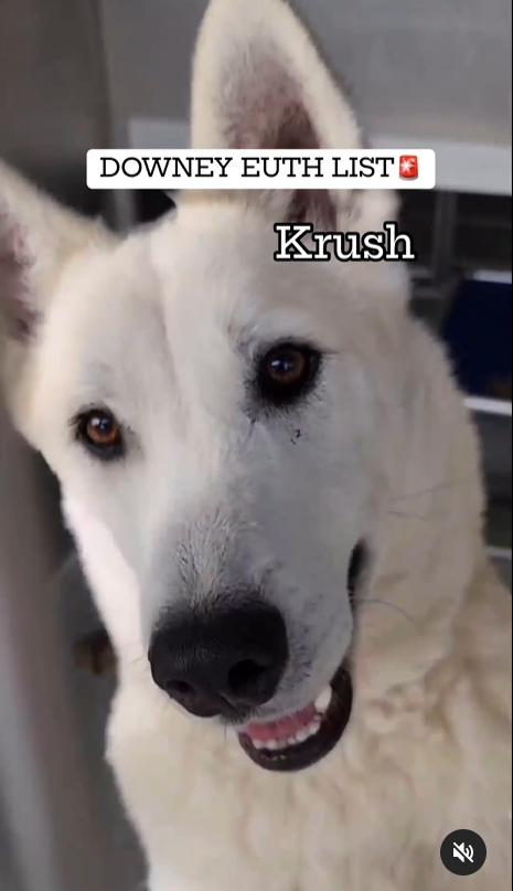 mapleveewesem's tweet photo. 🆘💔🆘 KRUSH, 4 yo, 59 lb white #husky is most likely on his last day at Downey #California ACC. 2 other huskies were killed this morning 😠 Krush is medium energy &amp; good with other large dogs. Please help the #DowneyDogs TODAY 🙏 info ⬇️
#A5599684 https://t.co/WaEHLQ7k6r